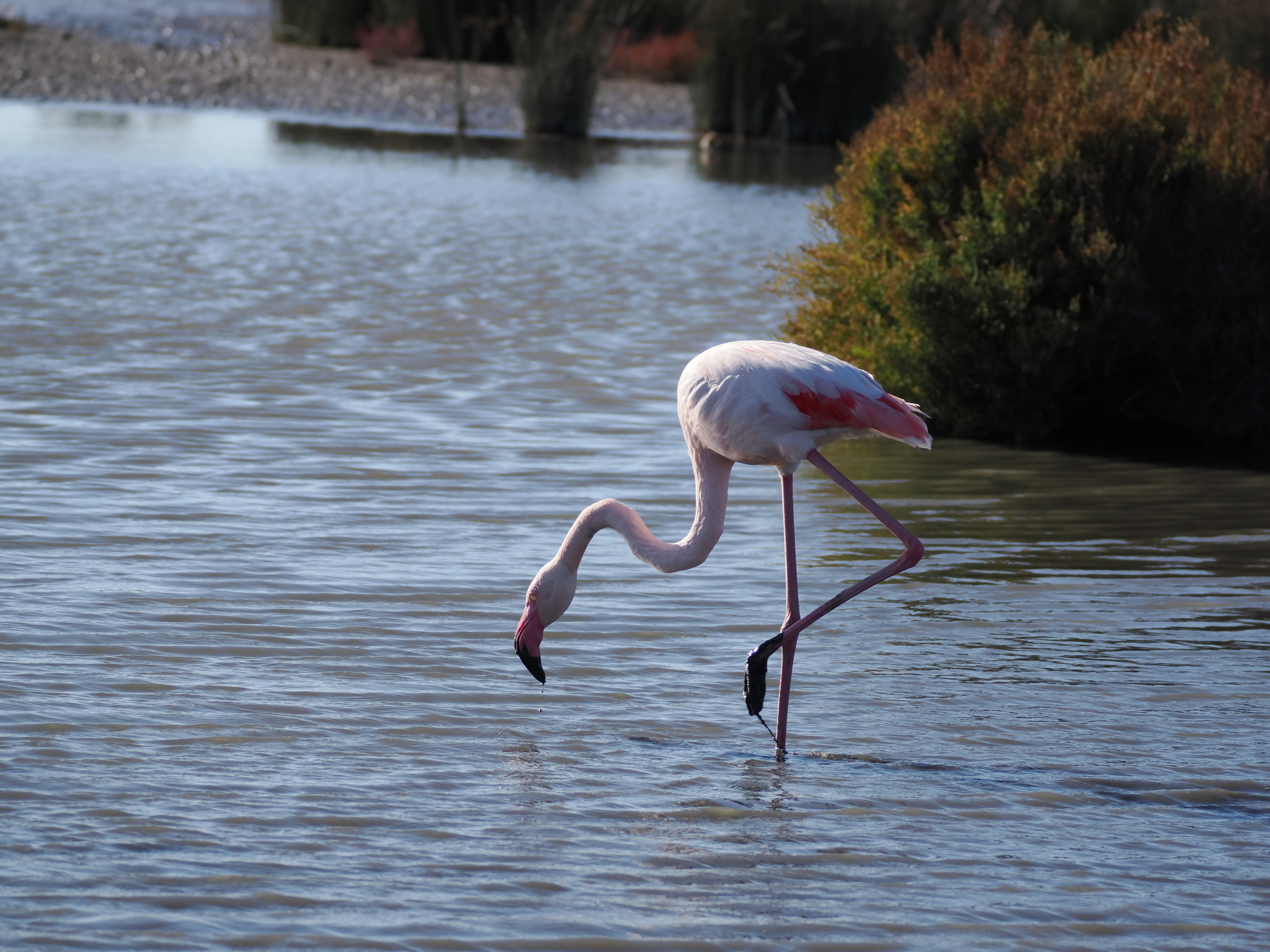 Gölde balık avlayan pembe flamingo ve doğal sazlık görüntüsü
