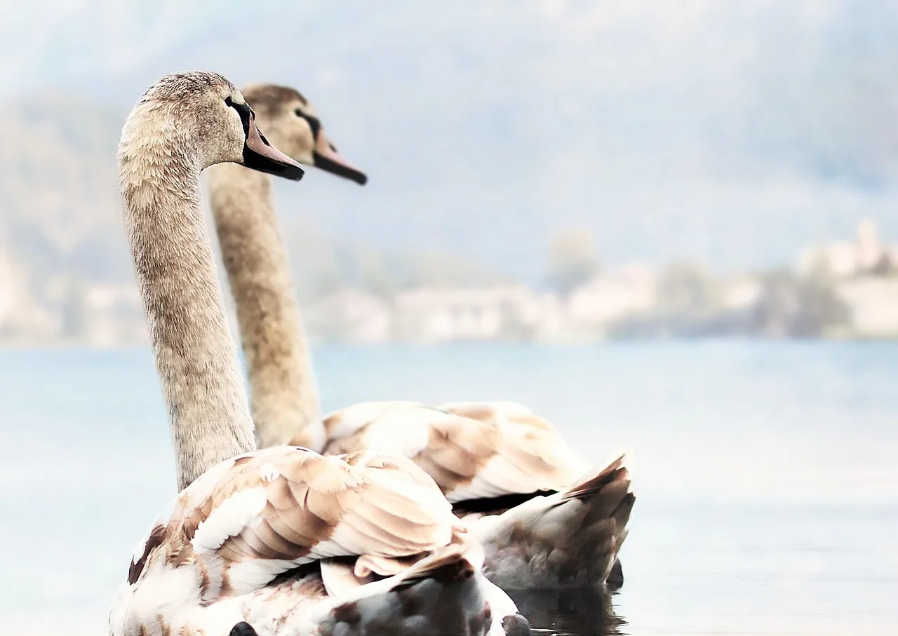 Gölde yüzen iki beyaz kuğu - doğa fotoğrafı