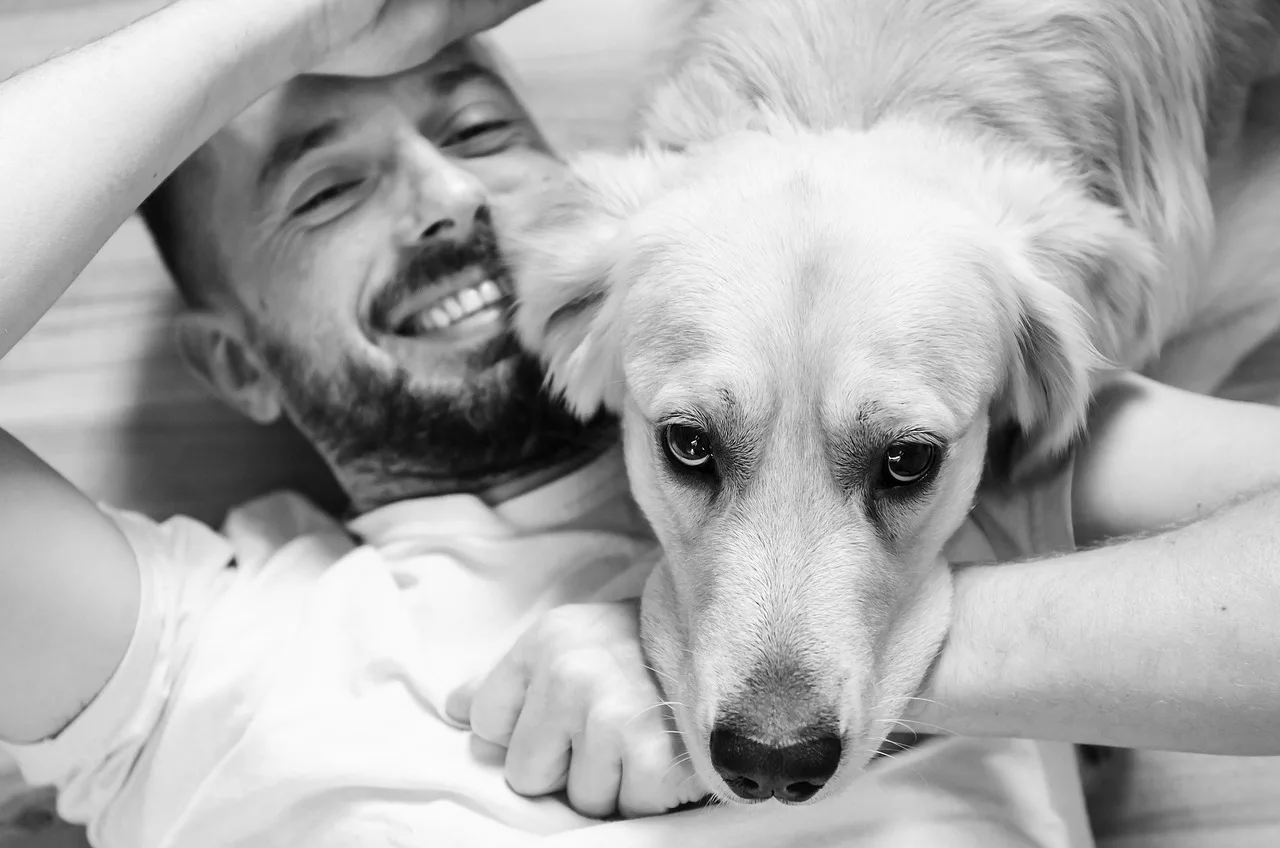 Golden retriever köpek portresi - neşeli dost