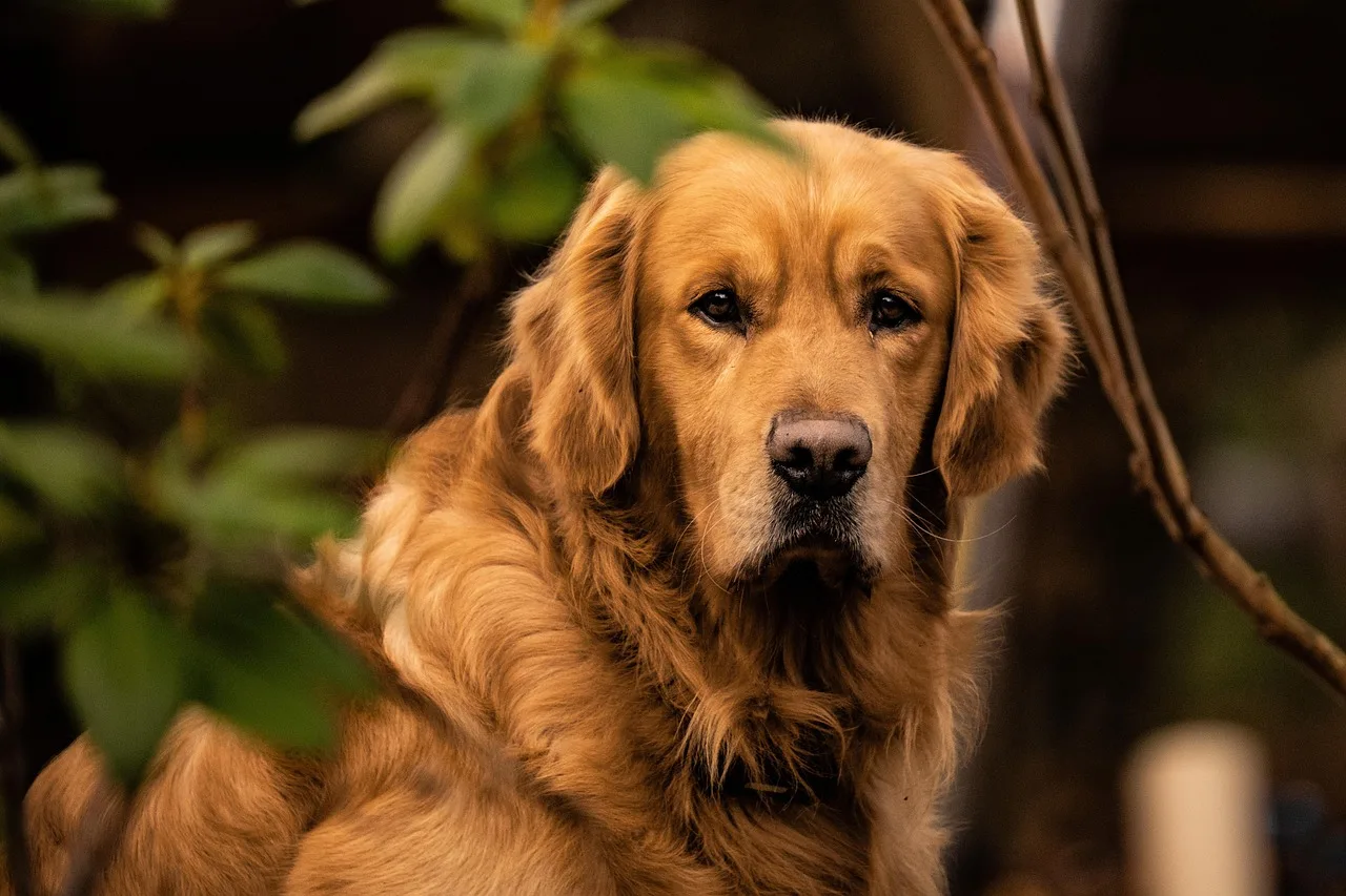 Golden retriever köpek portresi - sevimli evcil hayvan