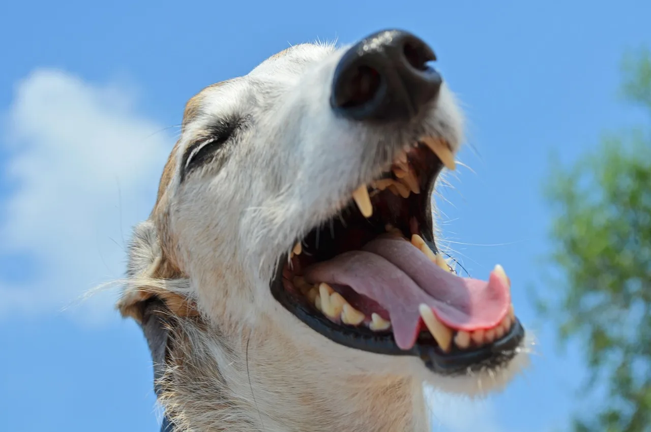 Greyhound köpek portresi - yakından burun ve diş detayları