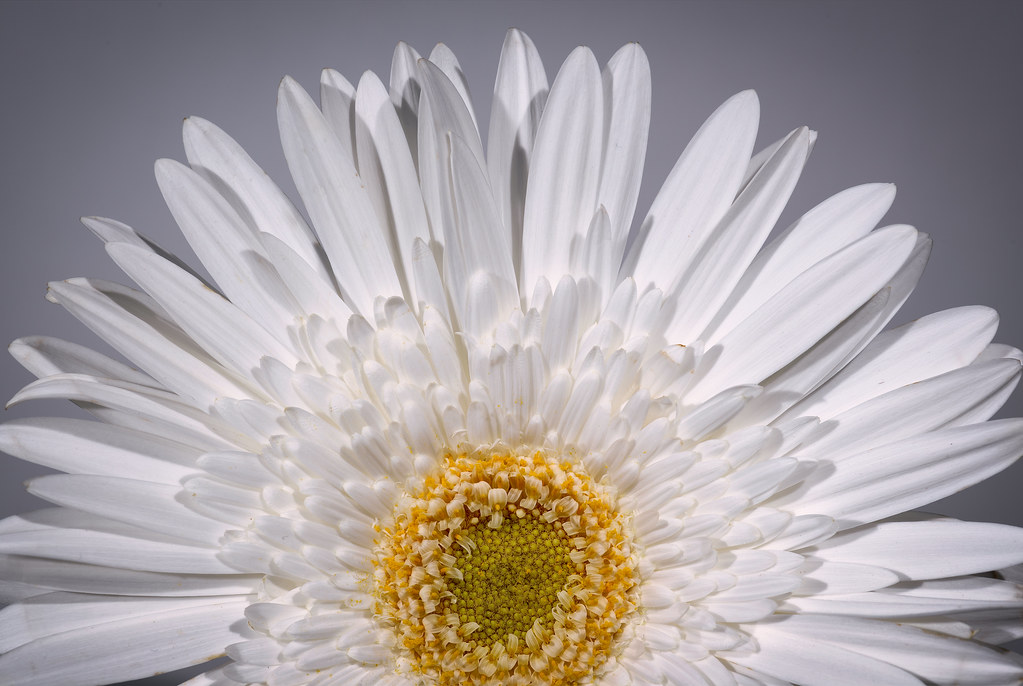 Gri Arka Planda Beyaz Gerbera Çiçeğinin Narin ve Etkileyici Detayları