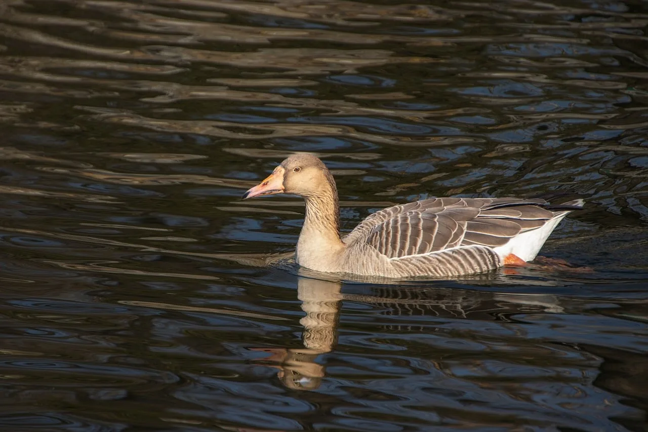Gri gagalı kaz göleti kenarında yansımalı