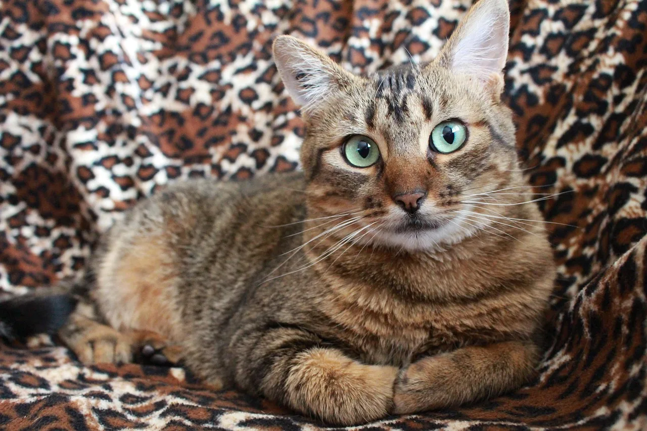 Gri gözlü şeritli kedi uzanıyor - sevimli evcil hayvan
