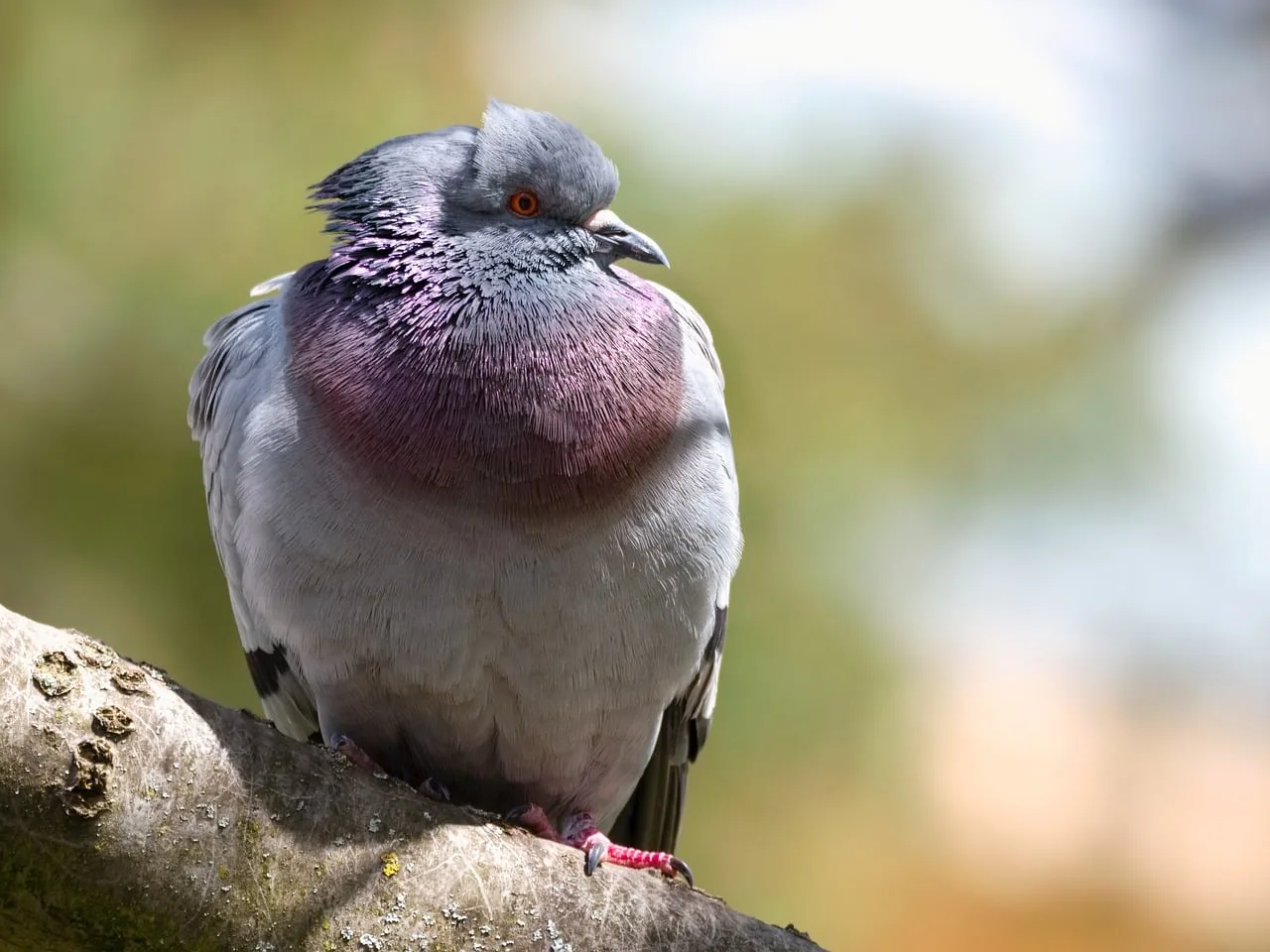 Gri güvercin portresi - sakin kuş detayı