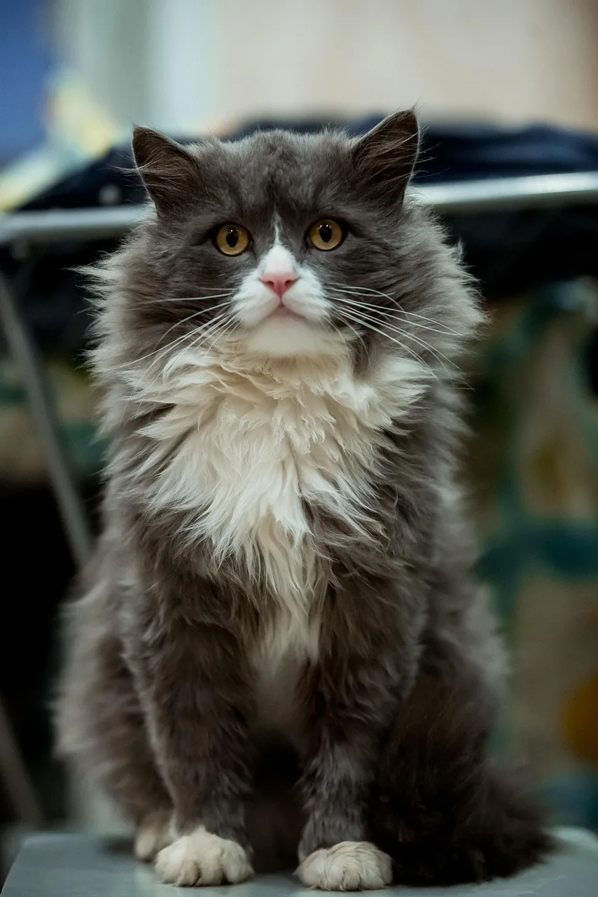 Gri kedi portresi - sarı gözler ve beyaz ağız Gri kedi portresi - sarı gözler ve beyaz ağız