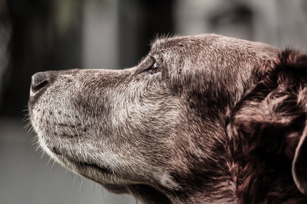 Gri Tüylü Köpeğin Düşünceli Profil Portresi ve Derin Bakış Anları