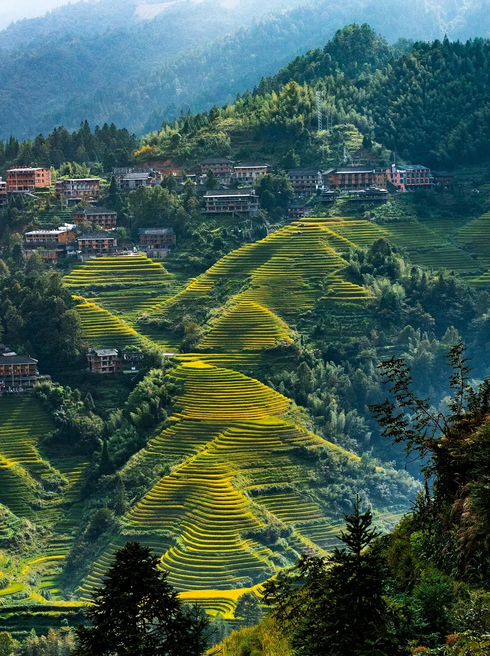 Guilin uzun pirinç terasları - sonbahar manzarası