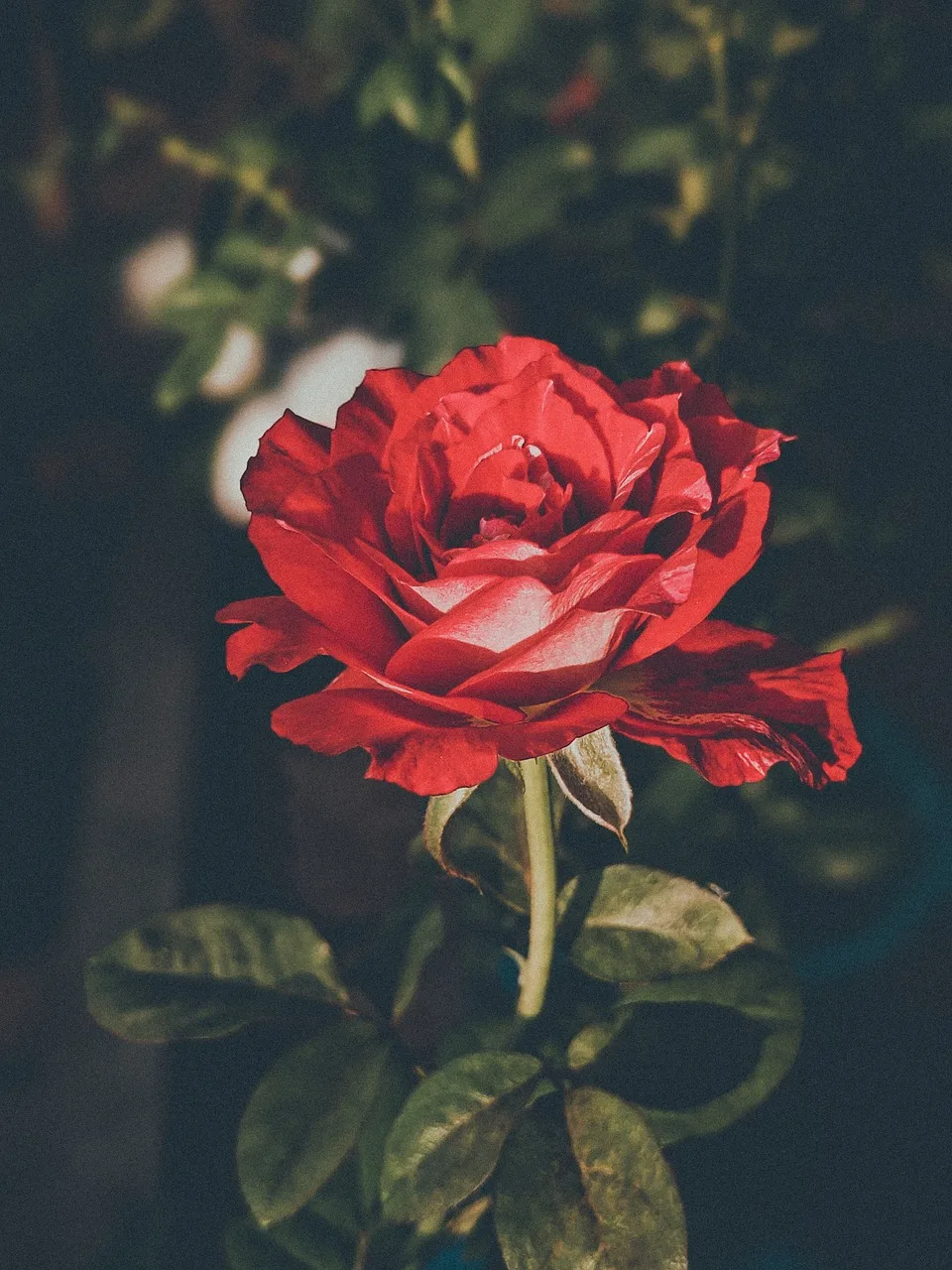 Gül çiçeği açılışı - renkli petal detayları