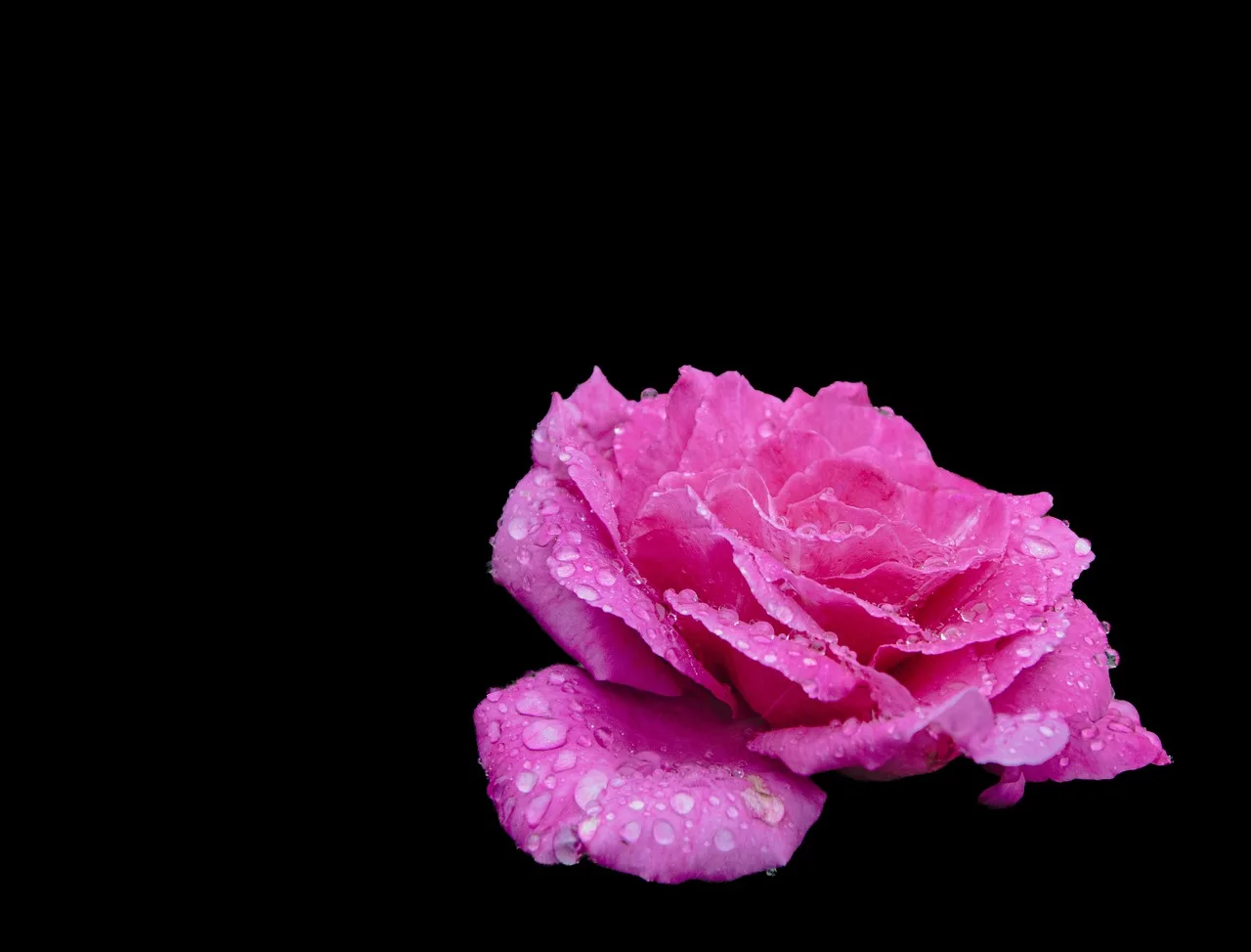 Gül çiçeği detaylı fotoğrafı - pembe çiçek