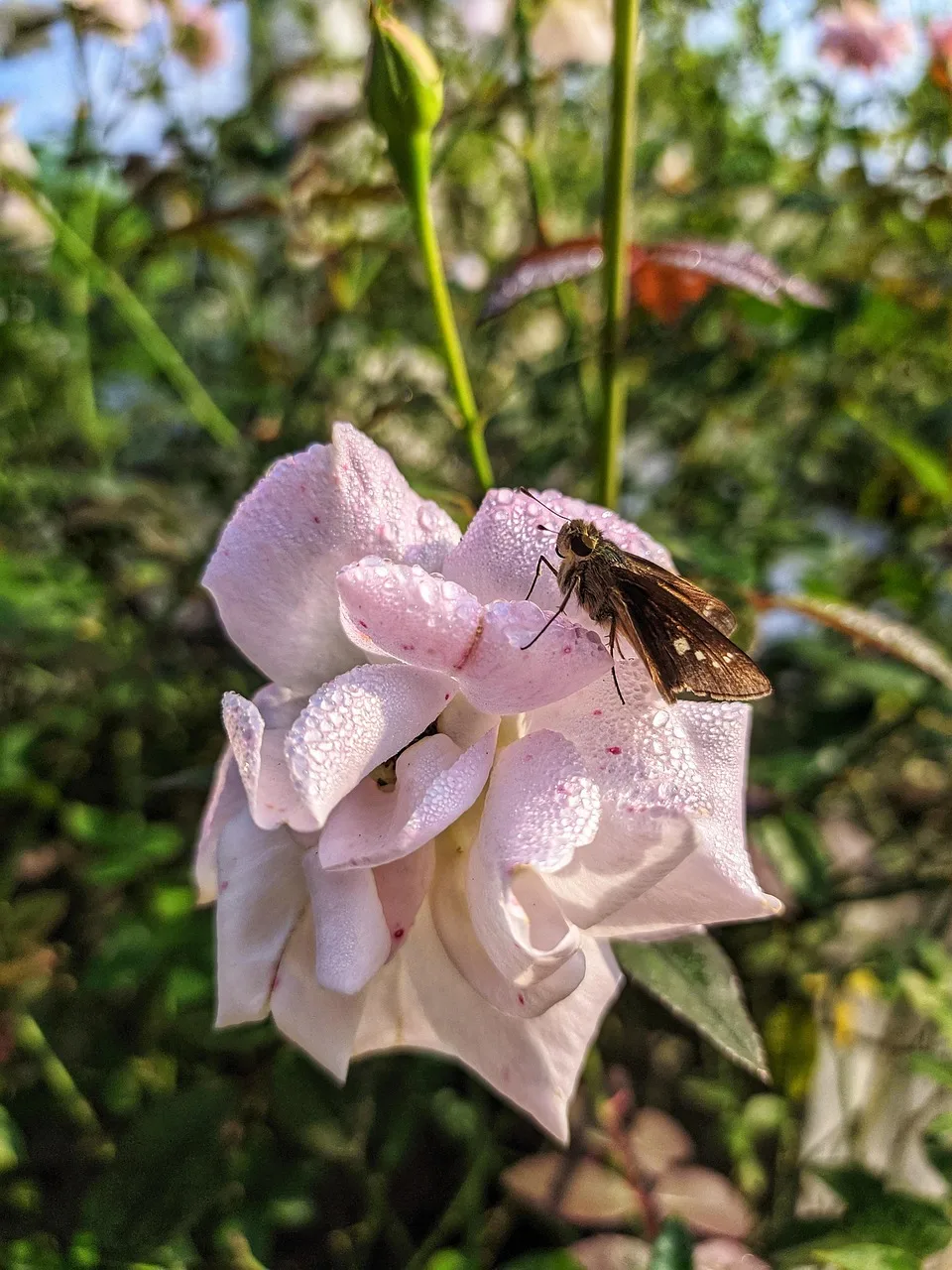 gül ve kelebek fotoğrafı - doğa teması