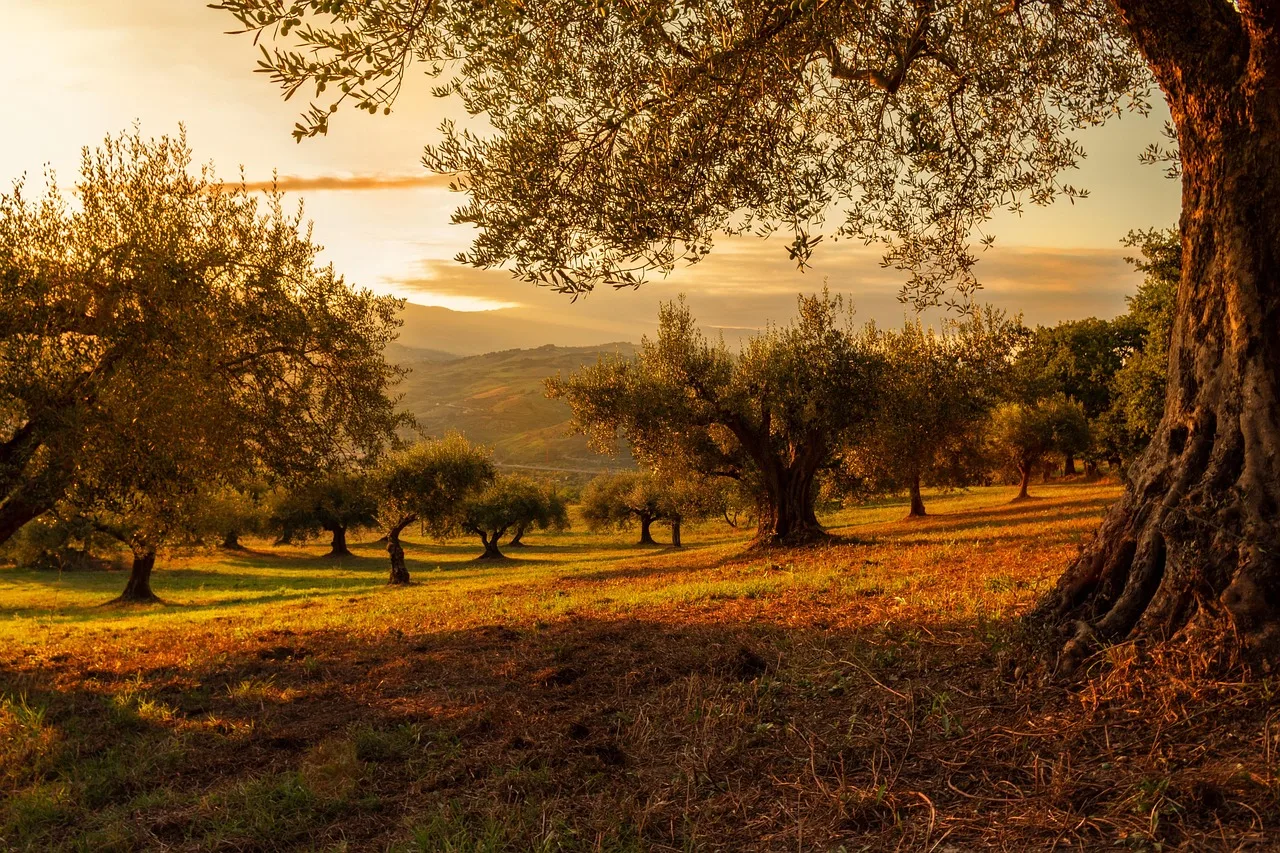Gün batımı ormanlık alanda geniş çayır manzarası
