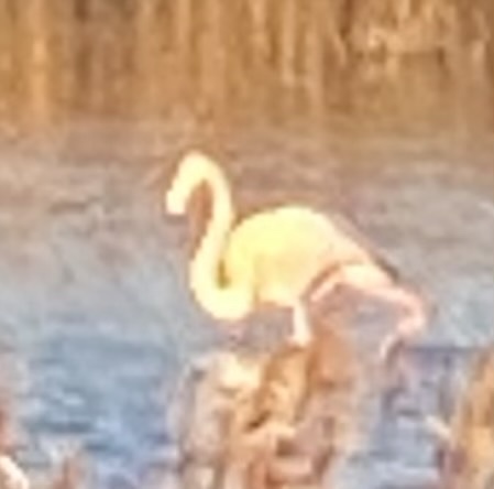 Gün Batımında Suların Üzerinde Duran Uzun Boyunlu Pembe Flamingo Kuşu