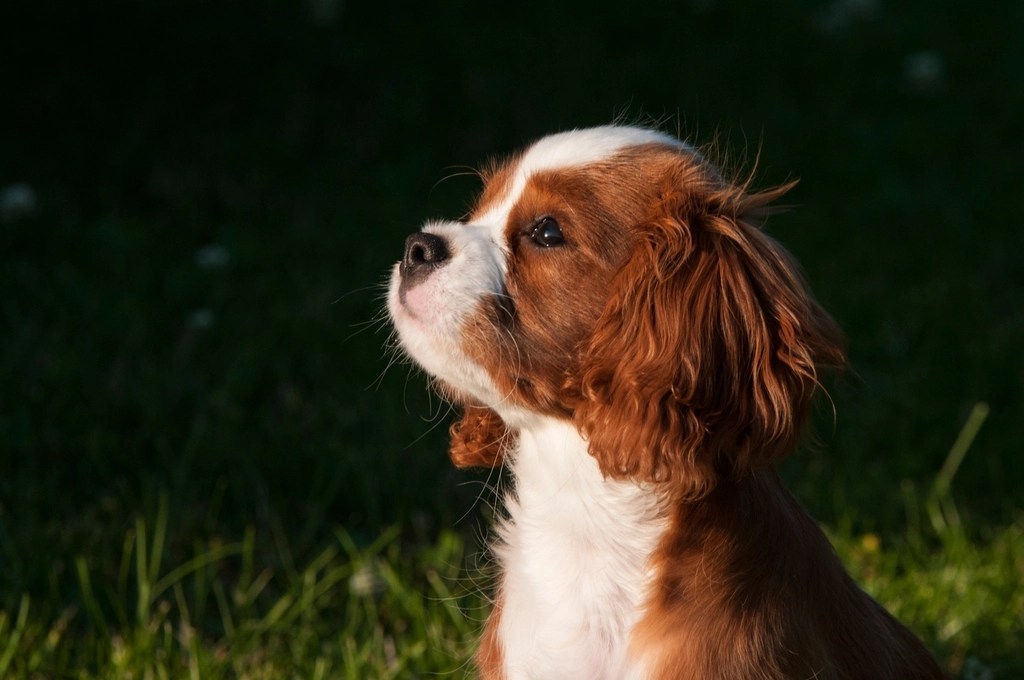 Gün Işığında Çimenlerin Üzerinde Oturan Sevimli King Charles Spaniel Köpeği