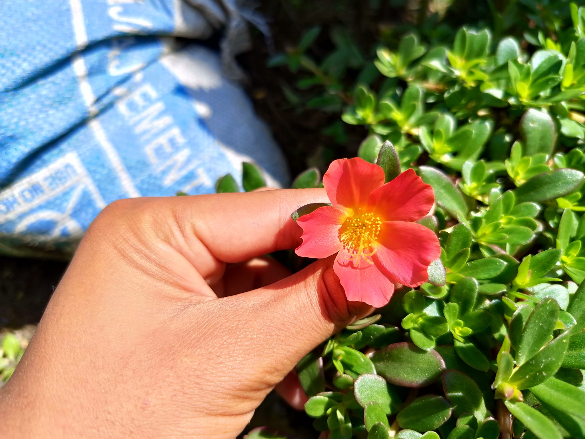 Gün Işığında Elinde Tutulan Canlı Kırmızı Portulaca Çiçeği ve Bahçe Manzarası