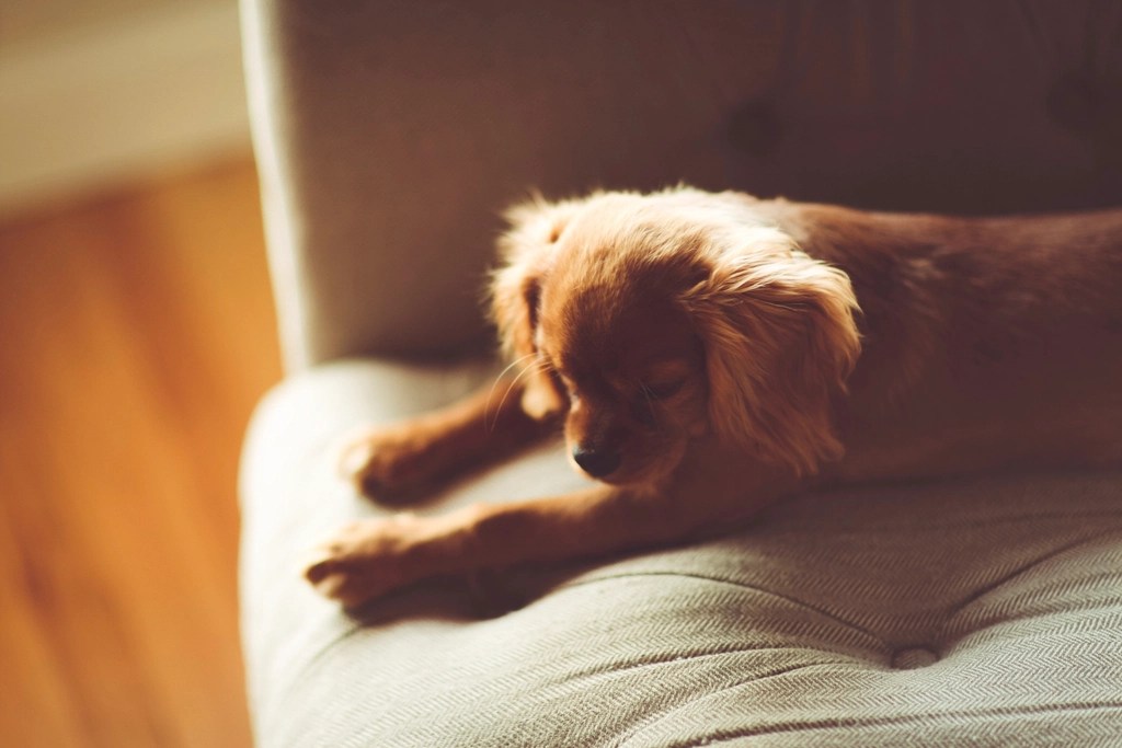 Gün Işığında Koltukta Keyifle Uyuyan Sevimli Tüylü Köpek Yavrusu
