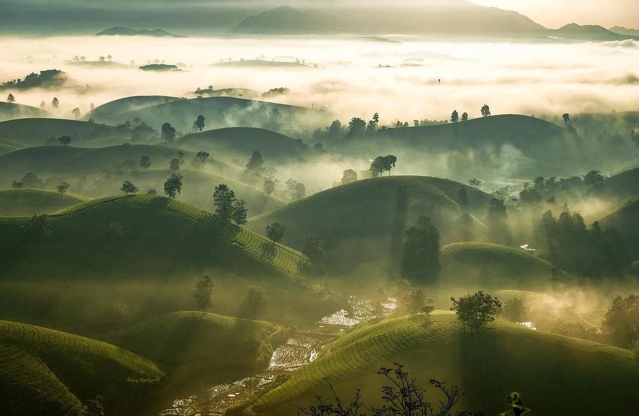 Günbatımı çay eşliğinde tepelik manzara - Vietnam