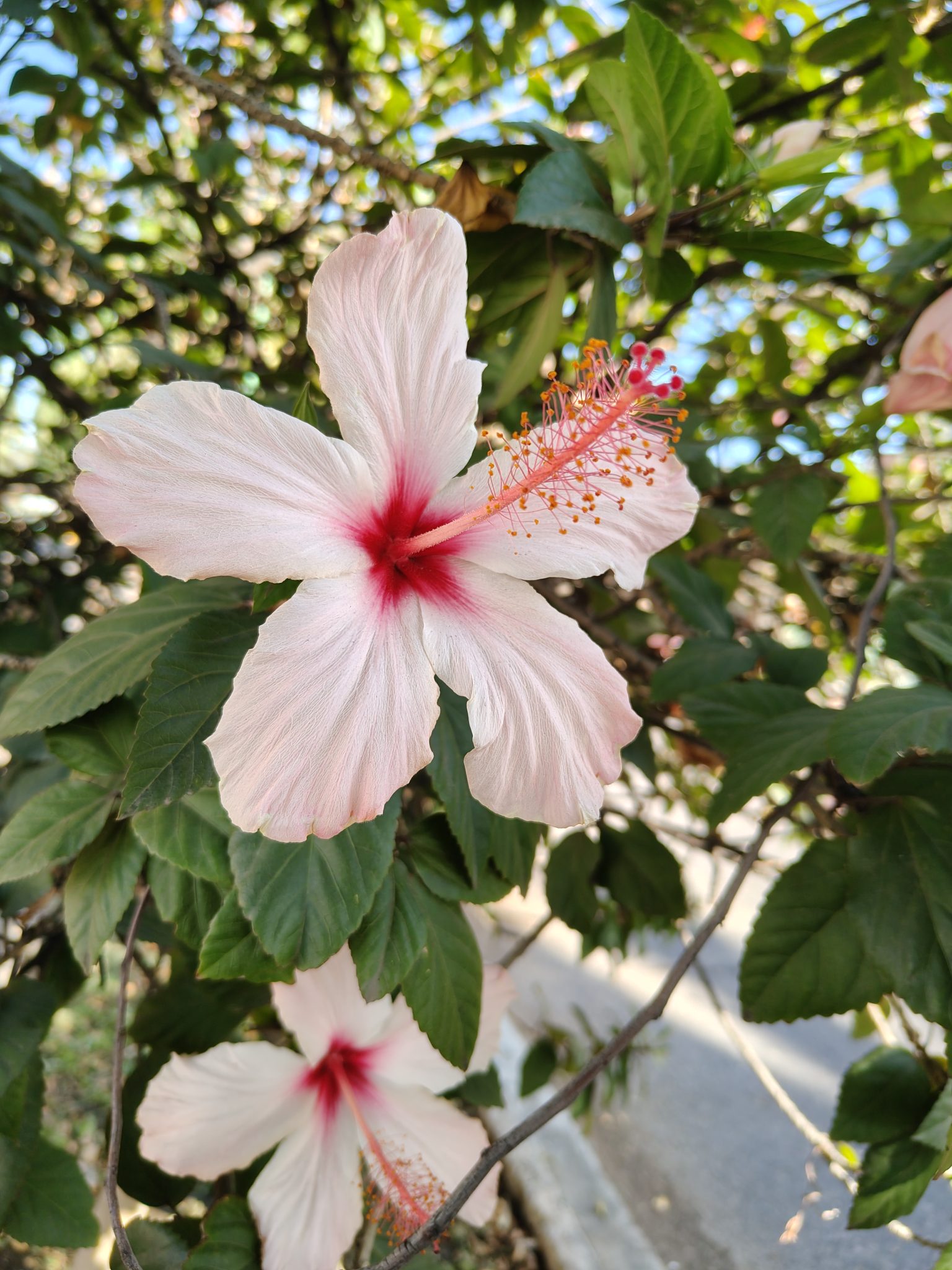 Güneş Işığında Parıldayan Narin Hibiscus Çiçeği Makro Fotoğrafı