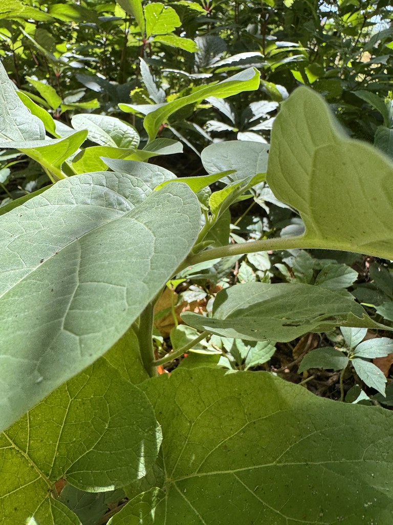 Güneş Işığında Parlayan Yaprakların Ardındaki Sakin Doğa Hikayesi