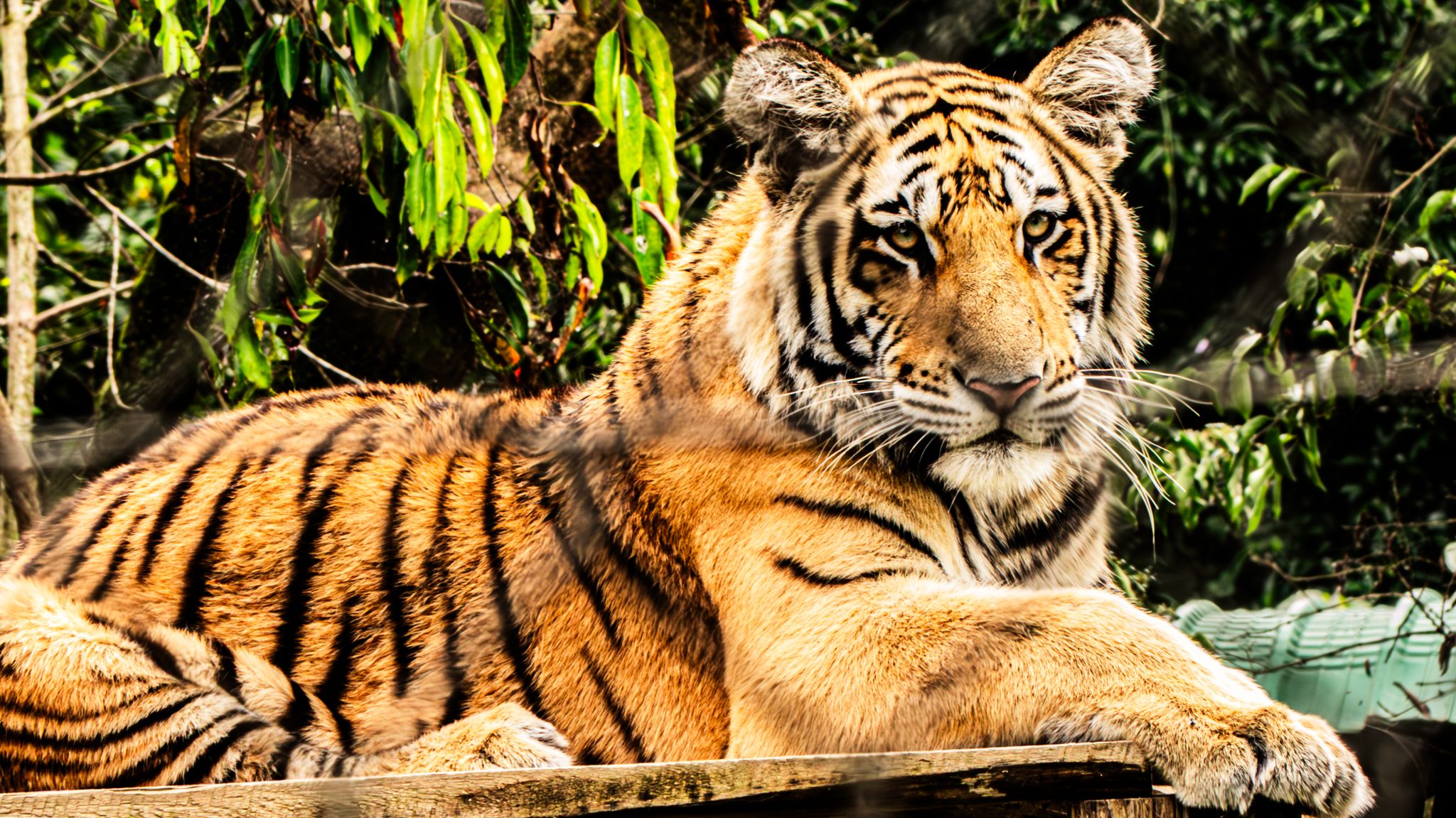 Güneş Işıkları Altında Sakinleşen Büyük Bengal Kaplan Portresi