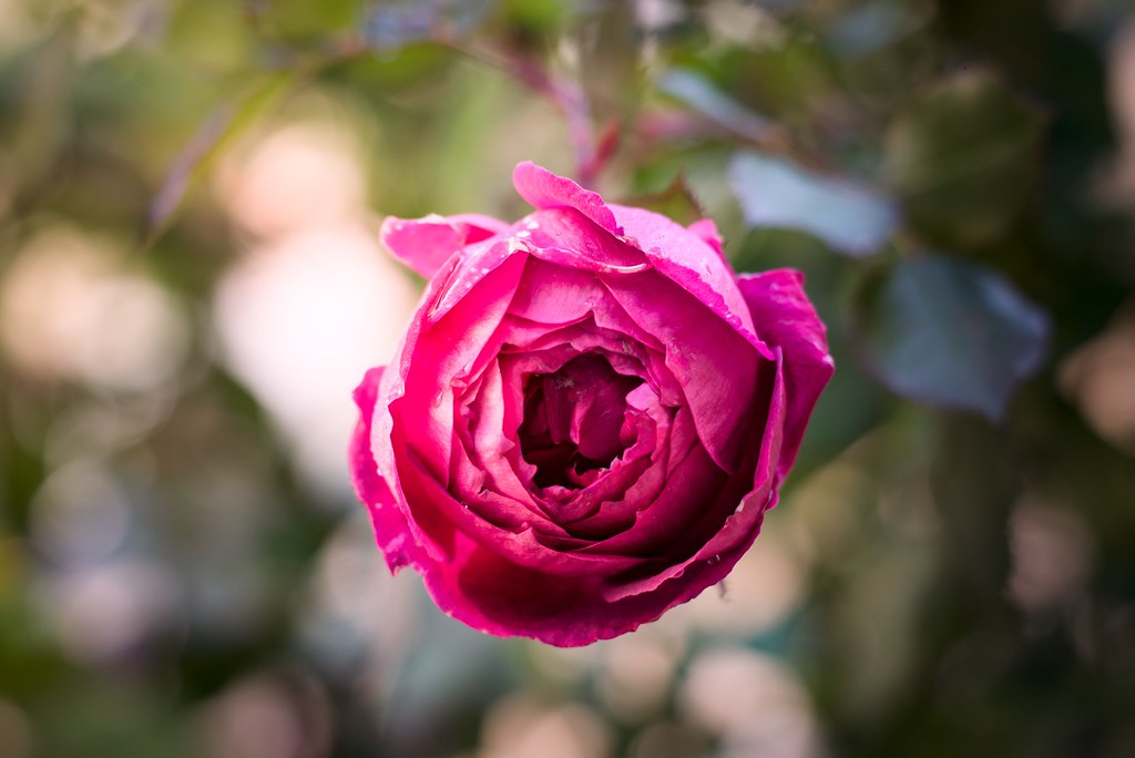 Güneşin Altında Işıldayan Canlı Pembe Gül ve Yumuşak Yeşil Bokeh Arka Planı