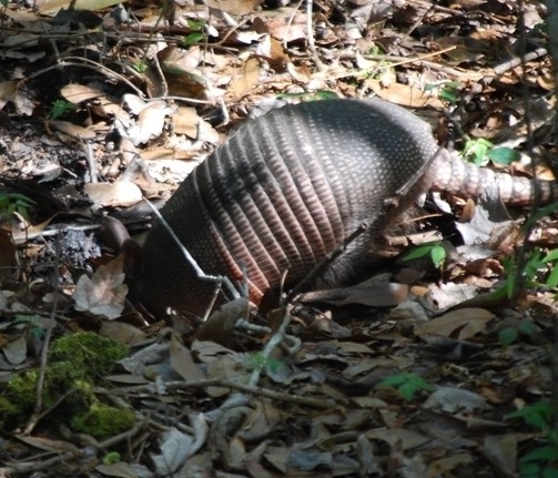Güneşin Süzdüğü Sonbahar Ormanında Yaprak Altında Beslenen Armadillo