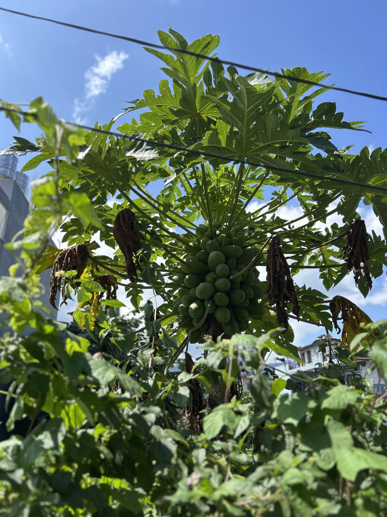 Güneşli havada gövdesinde yeşil papaya meyveleri taşıyan tropikal ağaç