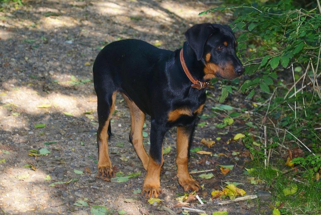 Güneşli orman patikasında yapraklar üstünde duran rottweiler köpek fotoğrafı