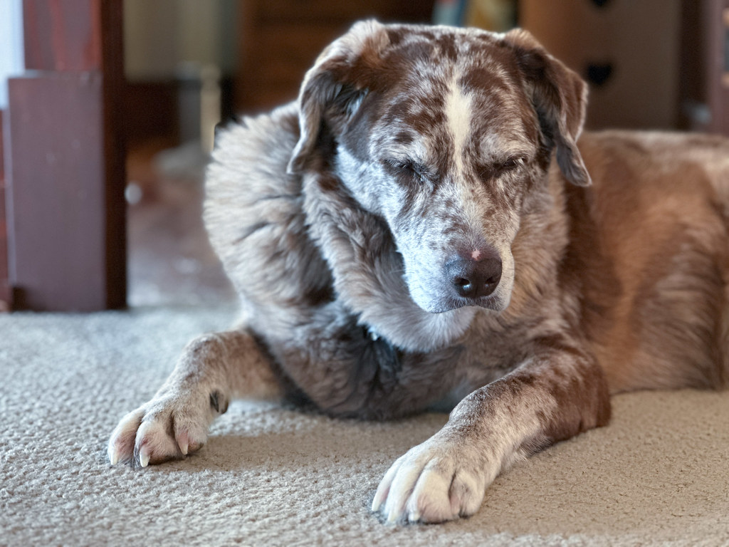 Halı Üzerinde Uzanmış Sakin Yaşlı Köpek ve Ev İçi Sıcak Atmosfer