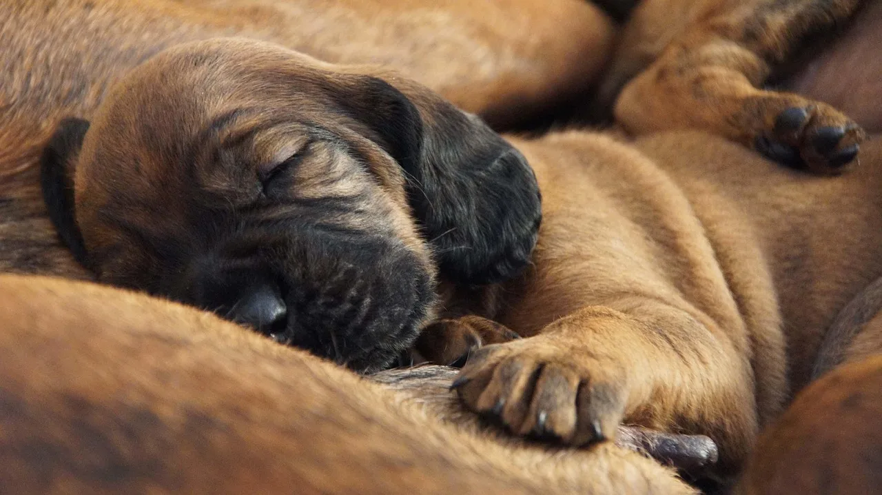 Hanover tazısı yavruları doğal ortamda - av köpeği