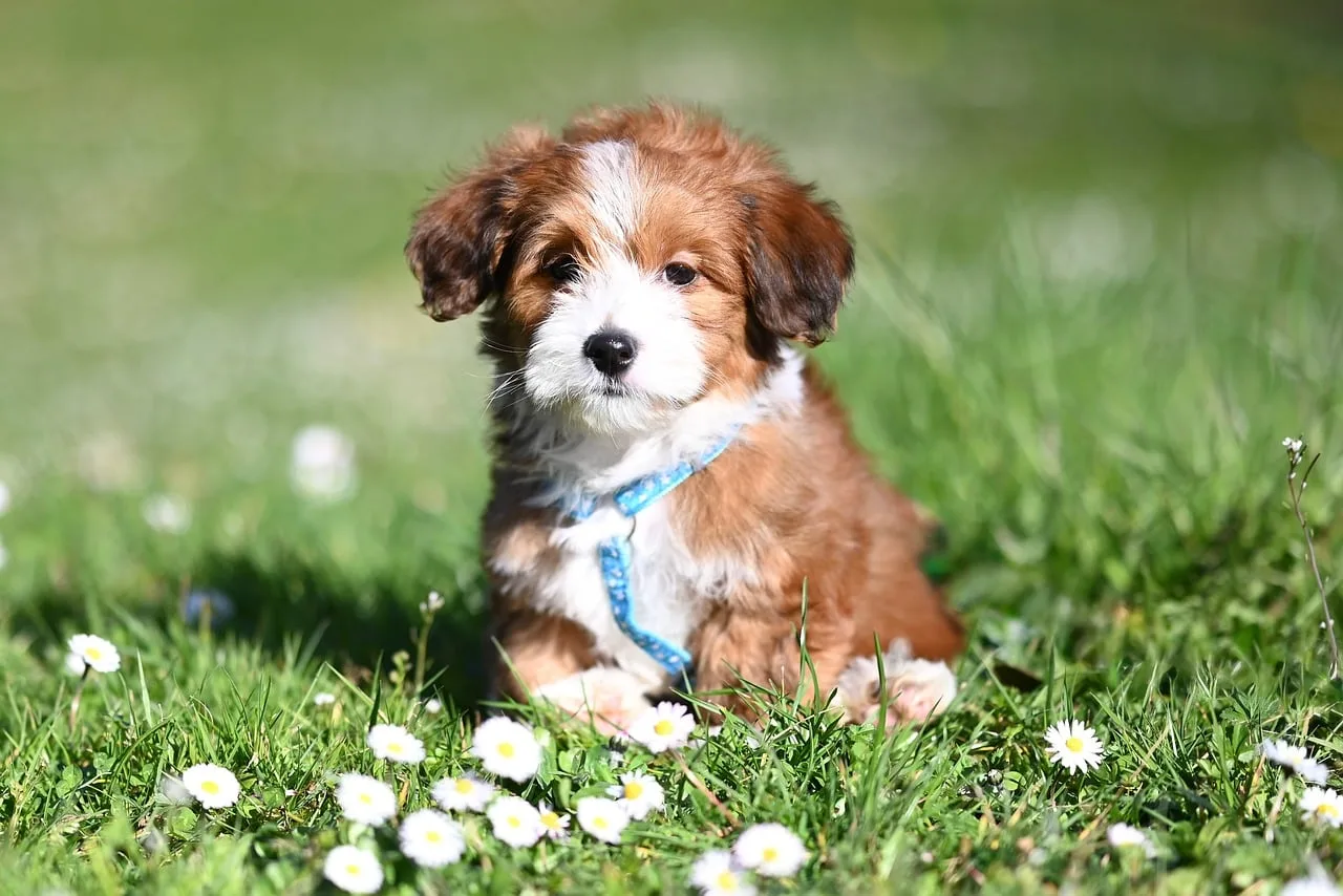 Havanese köpek yavrusu çimenlerde çiçekli bahçede
