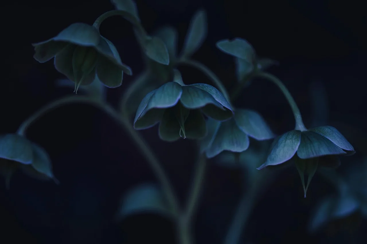Hellebore çiçeği bahar bahçesi yakın plan