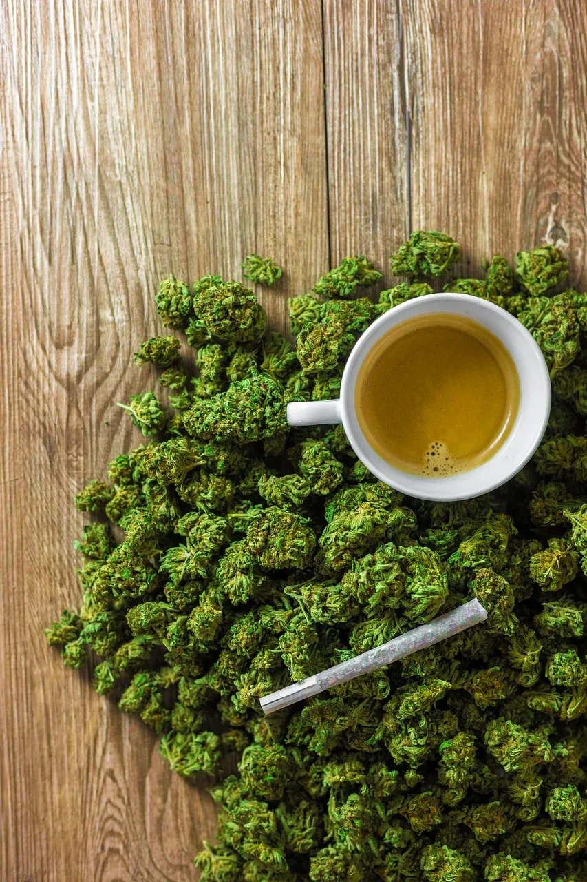 Hemp çiçeği tarlası - doğal yeşil alan