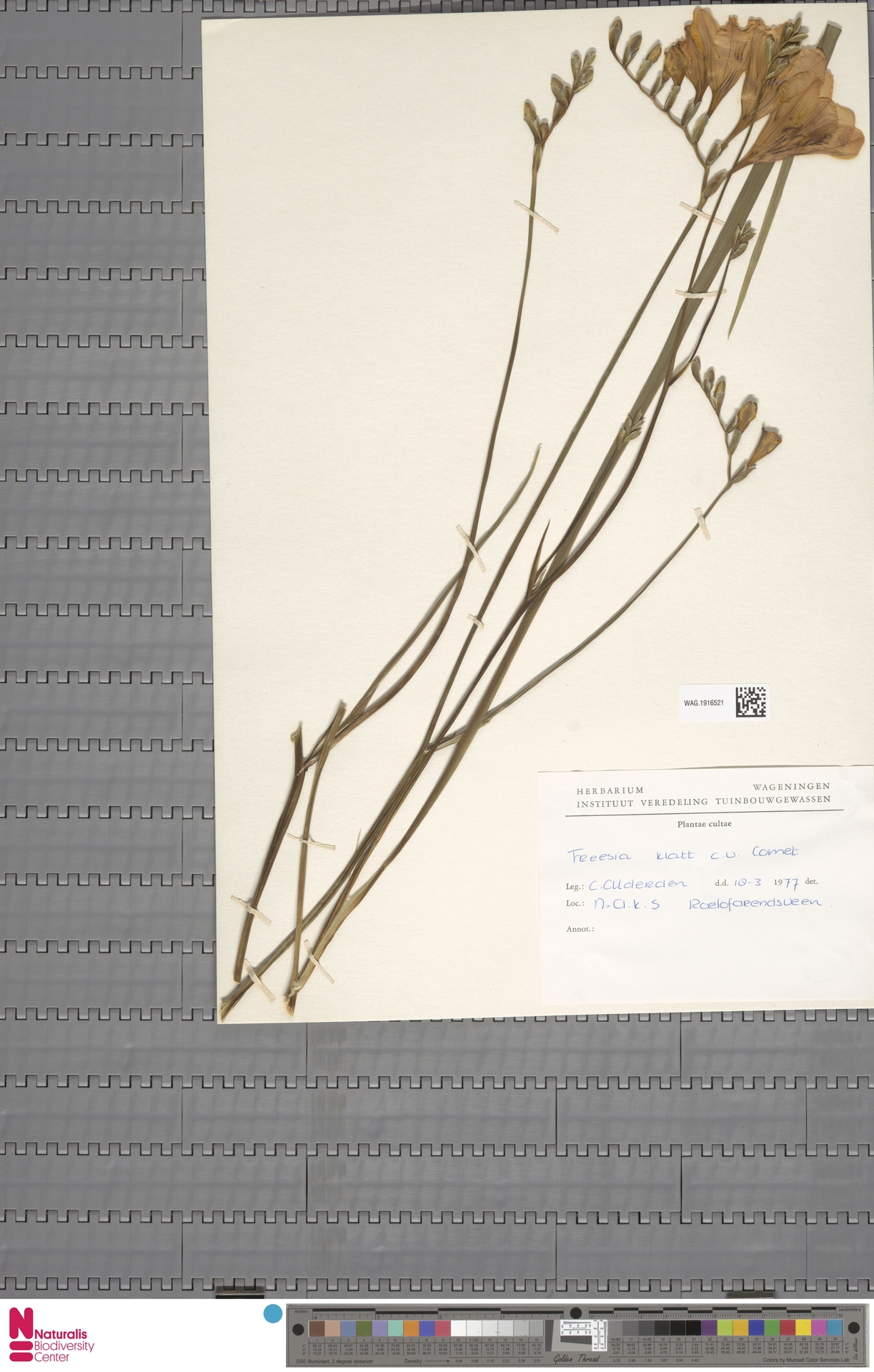 Herbarium Arşivinden Kurutulmuş Çiçekli Bitki ve Bilimsel Flora Kaydı