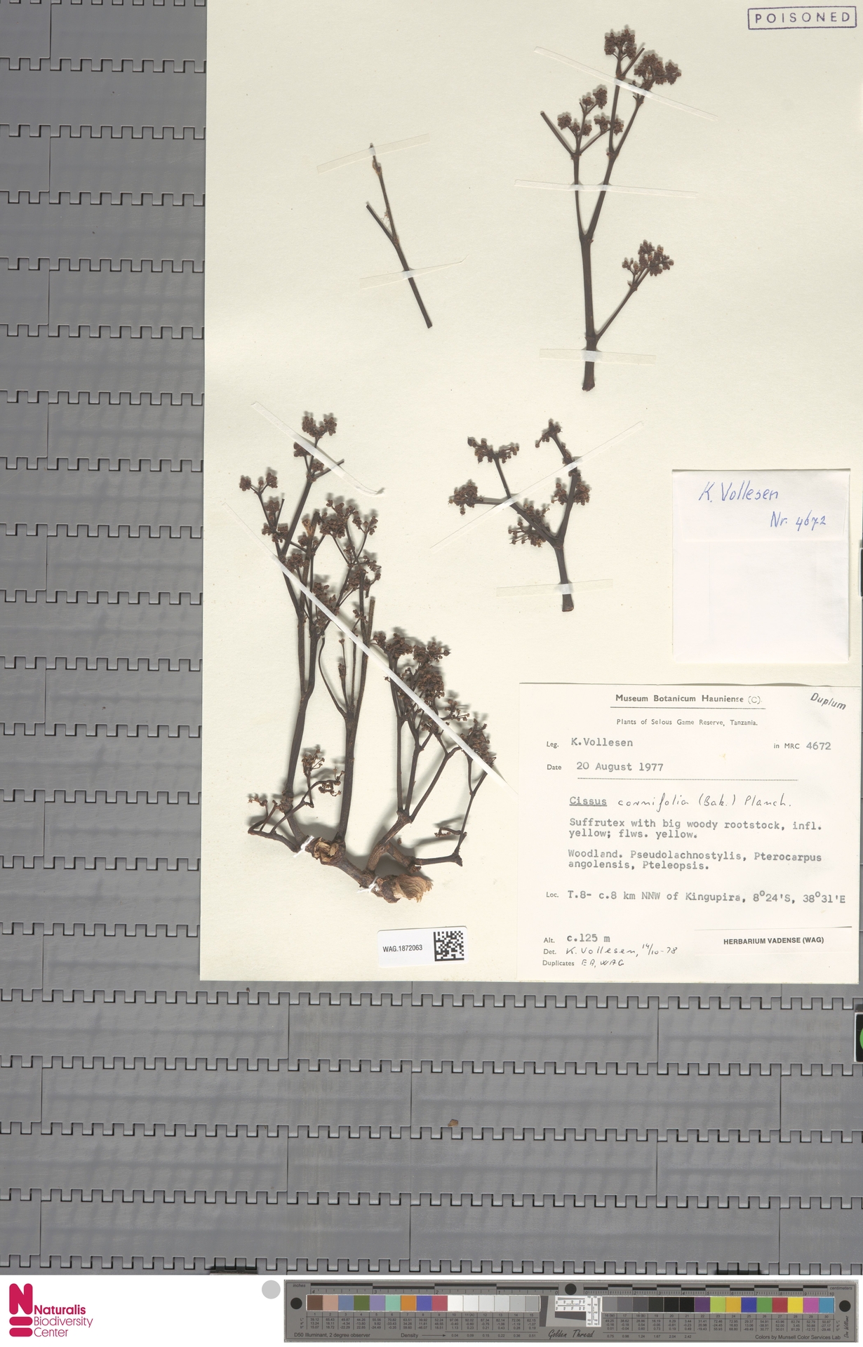 Herbarium Örneği: Kurutulmuş Bitki Koleksiyonu ve Doğa Tarihi Müzesi Belgesi