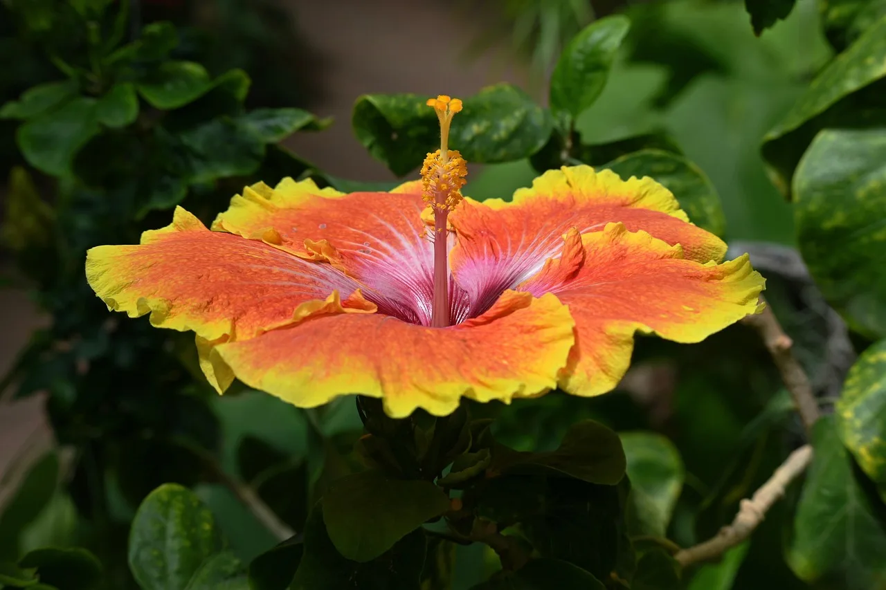 Hibisküs çiçeği bahçesi - sarı turuncu çiçekler