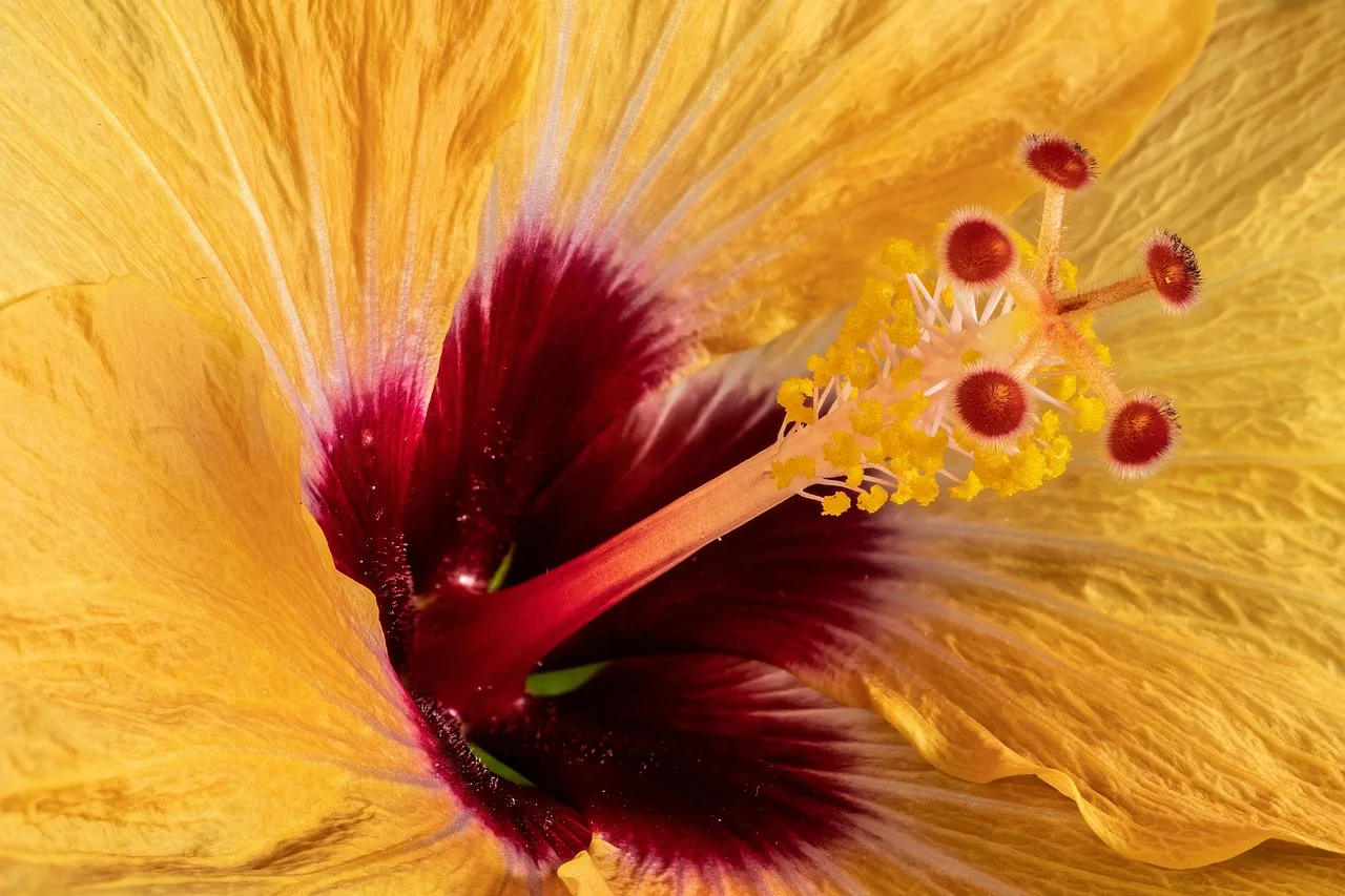 Hibiskus çiçeği makro fotoğrafı - turuncu detay