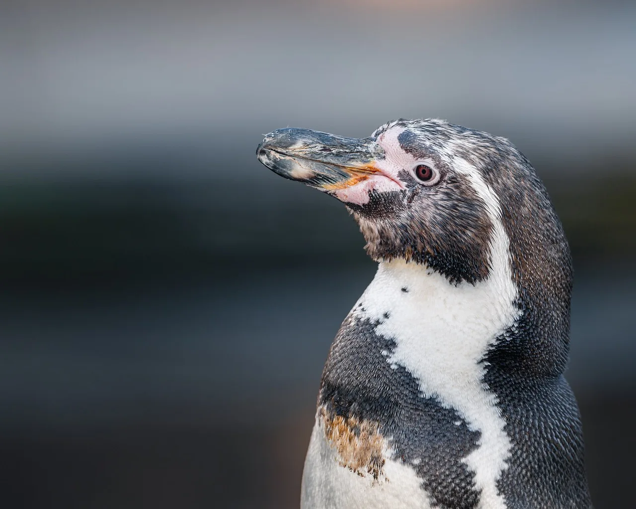 Humboldt penguen su kenarında meraklı portre