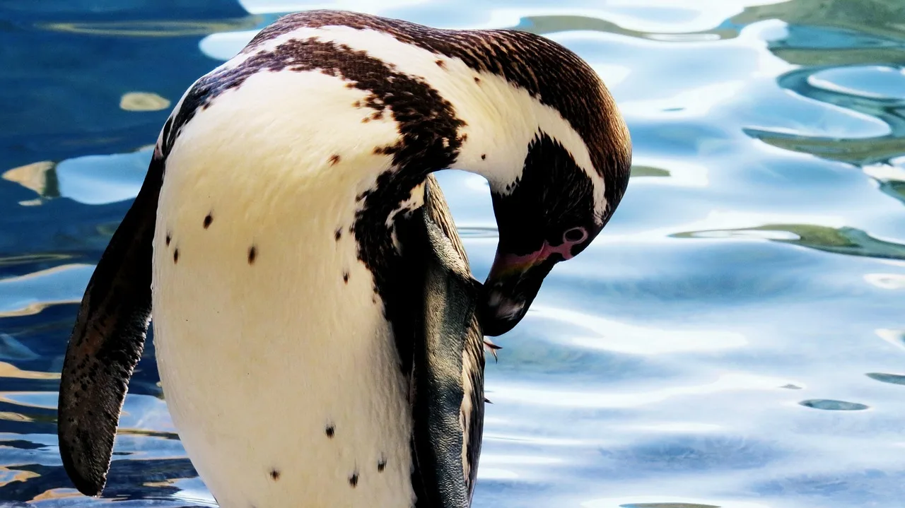 Humboldt pengueni gölet kenarında doğal yaşam fotoğrafı