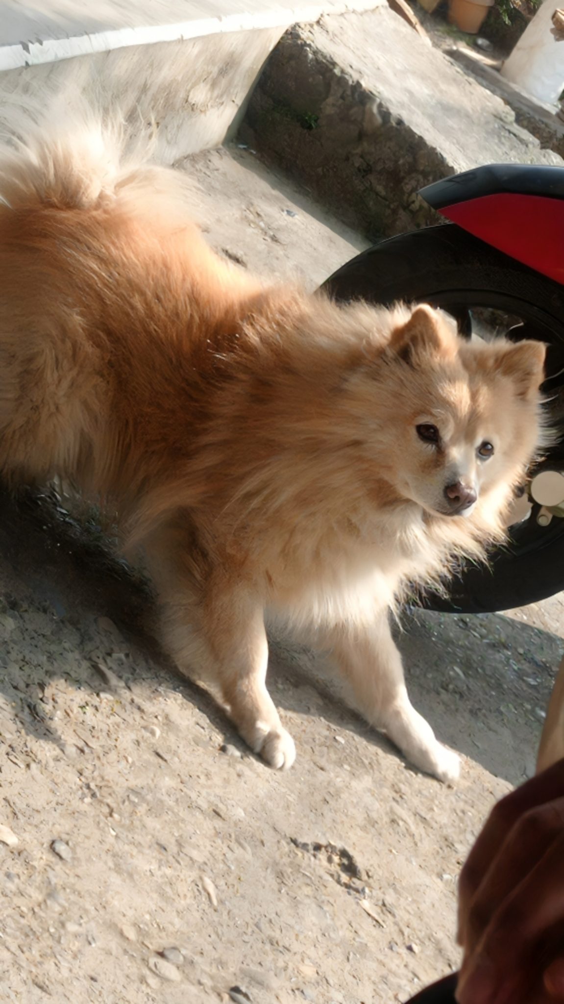 Huzurlu Bahçede Motosikletin Yanında Duran Kabarık Tüylü Sevimli Köpek