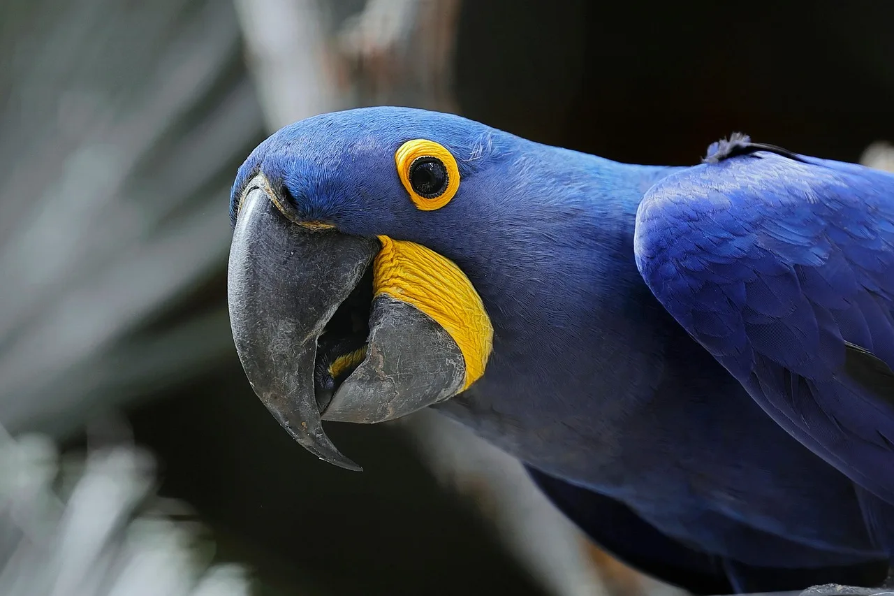 Hyacinth macaw yakın plan - renkli papağan