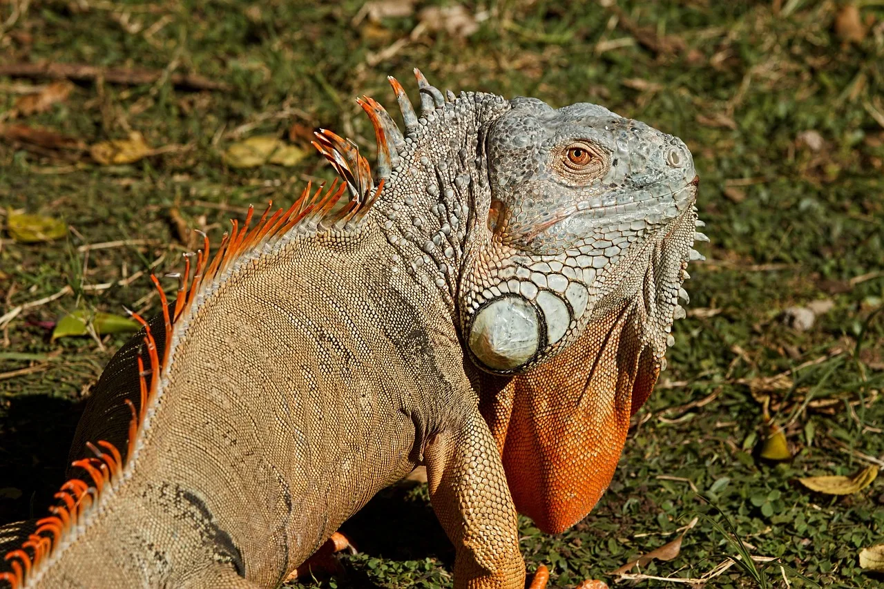 İguana detaylı doğal ortam portresi - vahşi yaşam