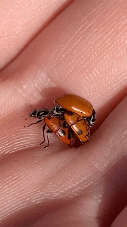 İnsan Avucunda Çiftleşen Uğur Böcekleri: Etkileyici Makro Doğa Fotoğrafı