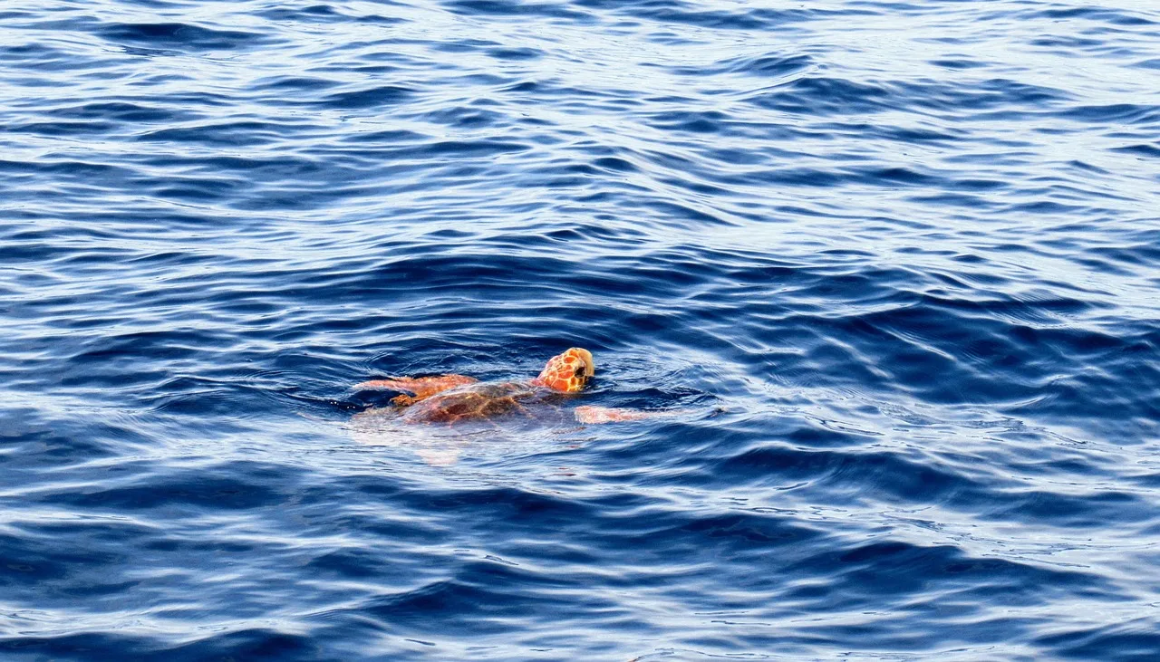 İri başlı deniz kaplumbağası okyanusta yüzüyor - caretta caretta göçü