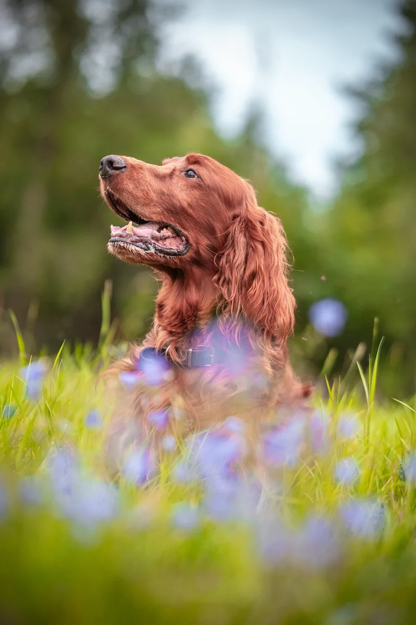 İrlanda setteri çiçekli çayırda koşan köpek