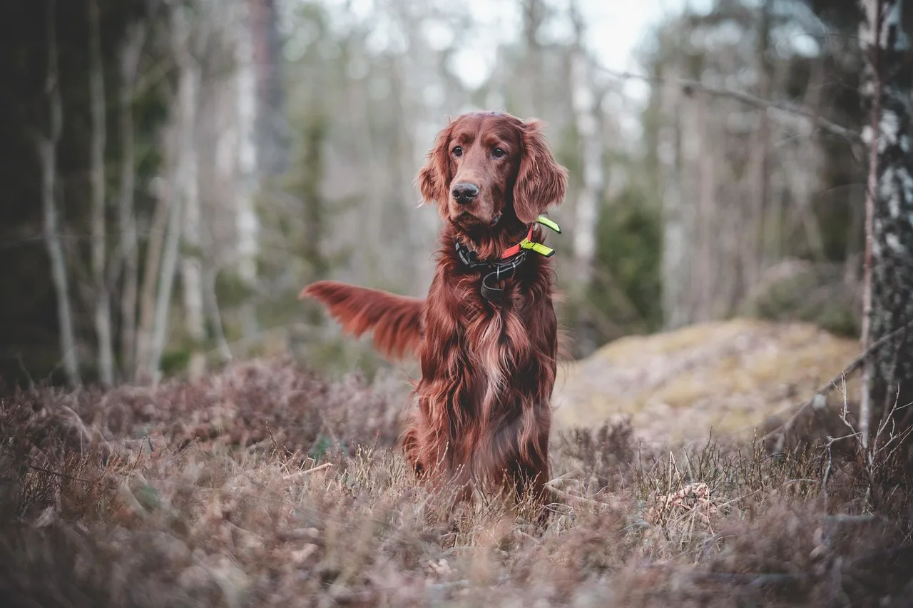 İrlandalı av köpeği ormanda - yaramaz setter