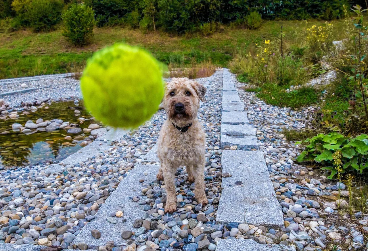 Islak terrier köpeği tenis topuyla oynarken