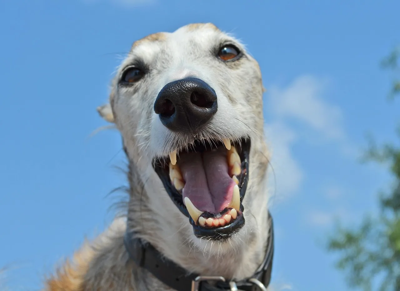 İspanyol tazısı köpek portresi - yakın çekim burun ve diş detayı İspanyol tazısı köpek portresi - yakın çekim burun ve diş detayı