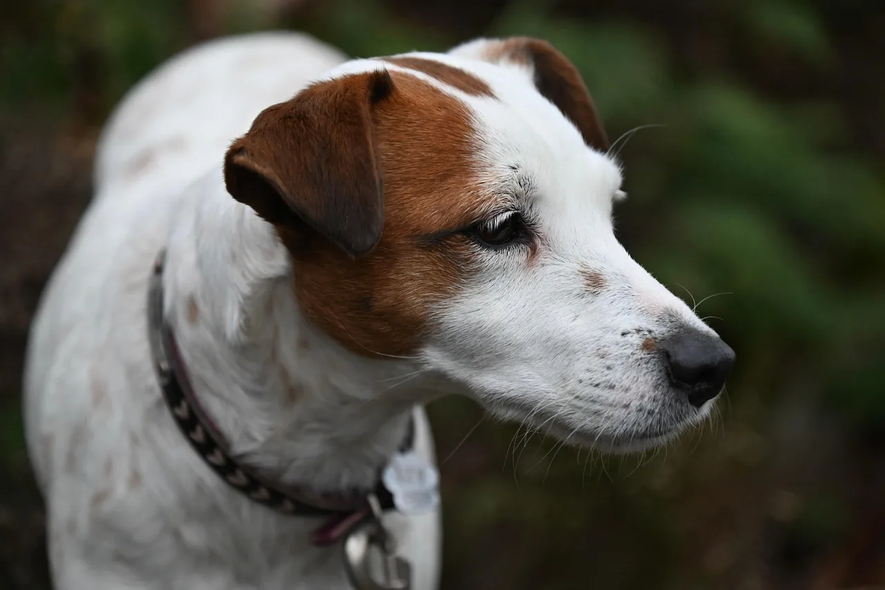 Jack Russell cinsi av köpeği portresi - terrier