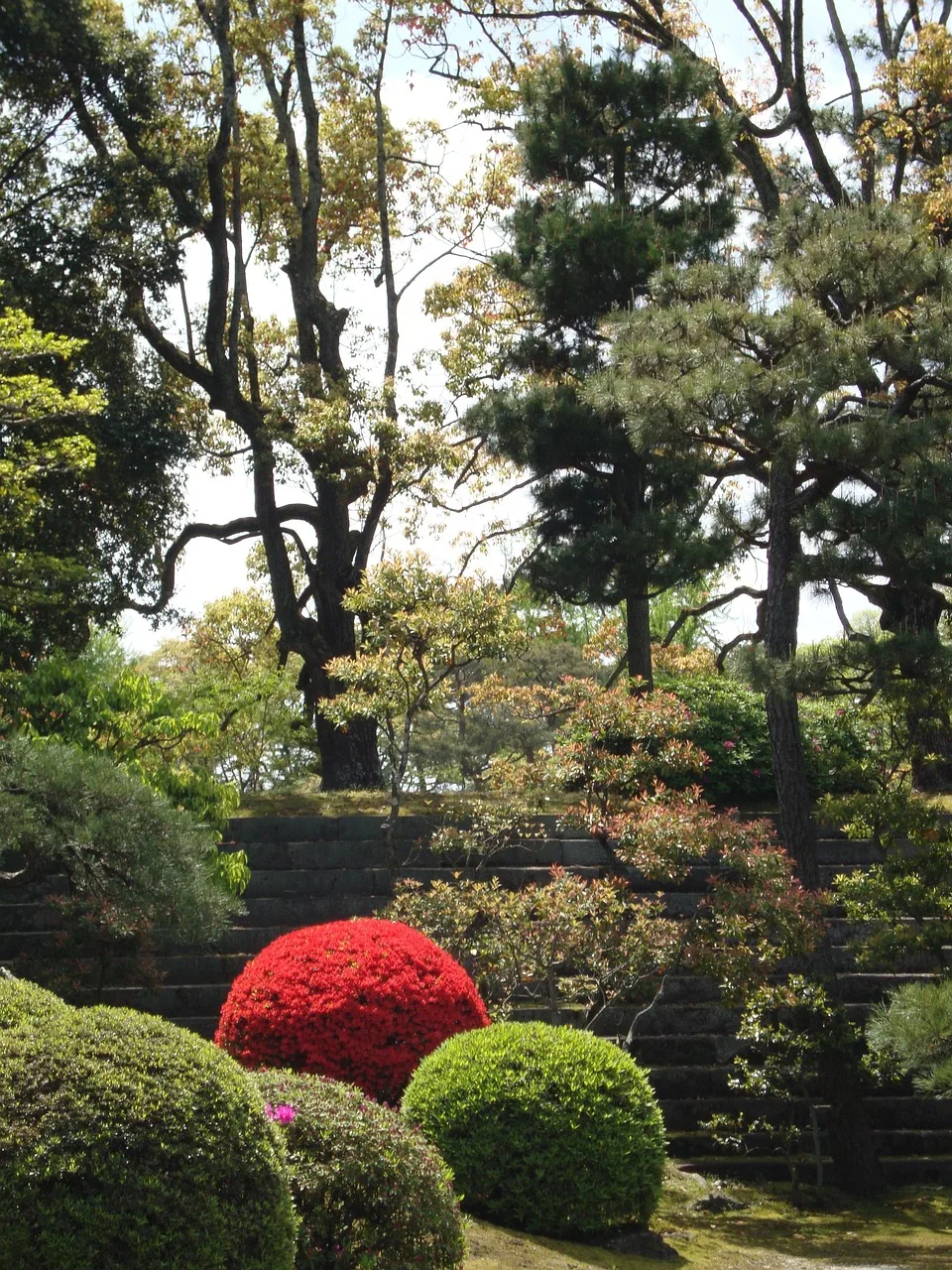 Japon bahçesi kırmızı çiçekli ağaçlı vadi